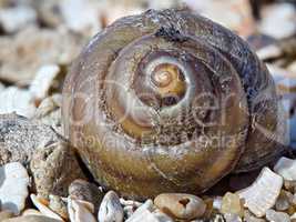 Shell on the beach