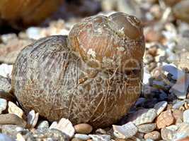 Shell on the beach