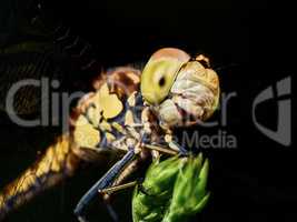 Dragonfly in the garden