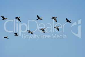 Flock of cormorants
