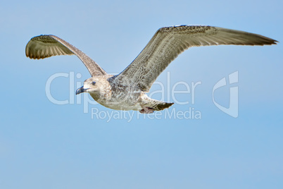 Common gull in flight