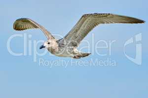 Common gull in flight