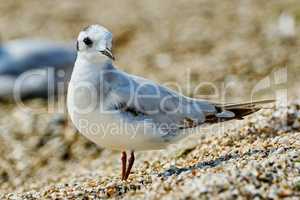 Seagull on the beach