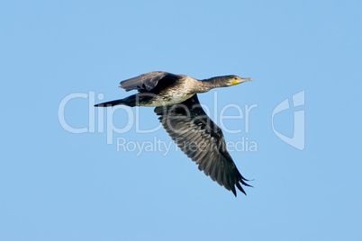Great Cormorant  in flight