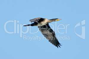 Great Cormorant  in flight