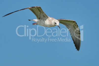 Common gull in flight