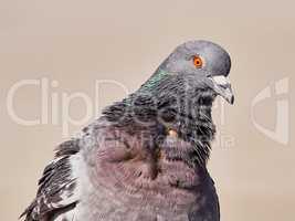 Portrait of a pigeon