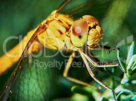 Dragonfly in the garden