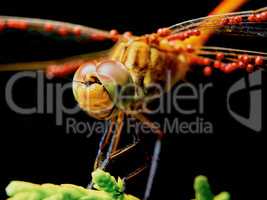 Dragonfly in the garden