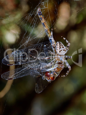 Spider with the victim of a dragonfly