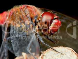 Portrait of a red dragonfly