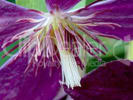Closeup purple clematis flower