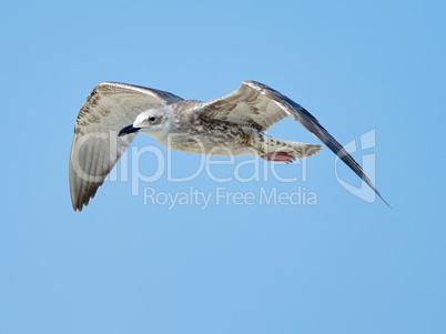 Common gull in flight