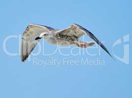 Common gull in flight