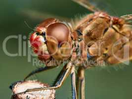 Portrait of a red dragonfly