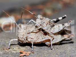 Mating grasshoppers