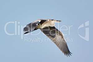 Grey heron in flight