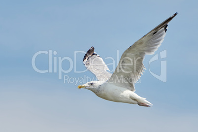 White seagull in flight