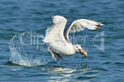 White gull with fish in its beak