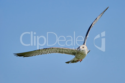 Common gull in flight