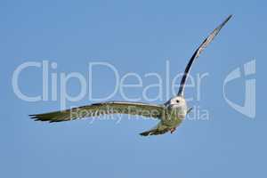 Common gull in flight