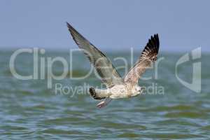 Common gull with fish in its beak