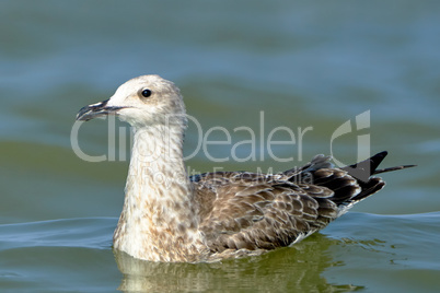 Pretty common gull