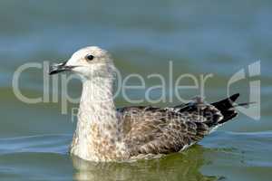 Pretty common gull