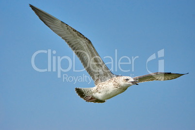 Common gull in flight