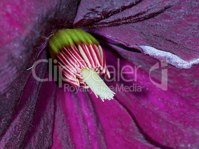 Closeup purple clematis flower