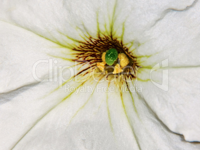 Petunia flower closeup
