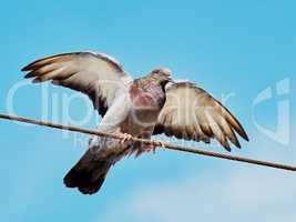 Dove with spread wings