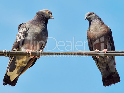 Two doves on wires