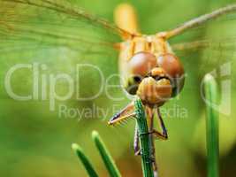 Dragonfly in the garden