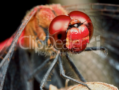 Portrait of a red dragonfly