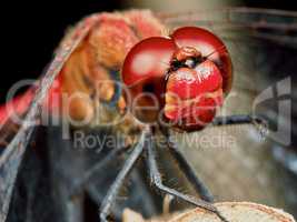 Portrait of a red dragonfly