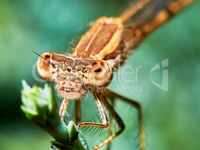 Portrait of a brown dragonfly arrow