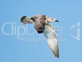 Common gull in flight