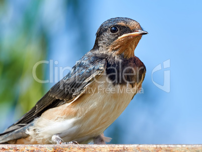 Portrait Sand Martin