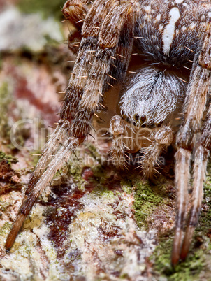 Spider on a tree