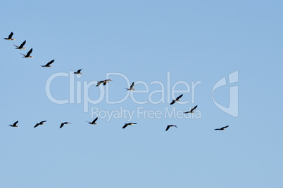 Flock of cormorants