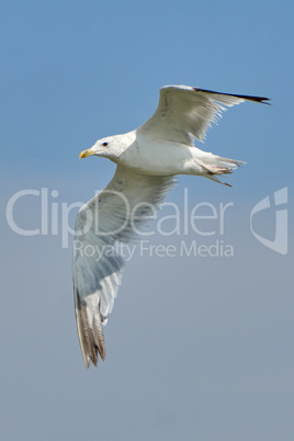White seagull in flight