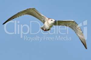 Common gull in flight