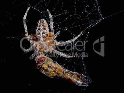 Spider with the victim of a dragonfly