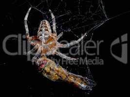 Spider with the victim of a dragonfly