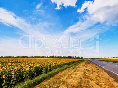 Fields of sunflowers