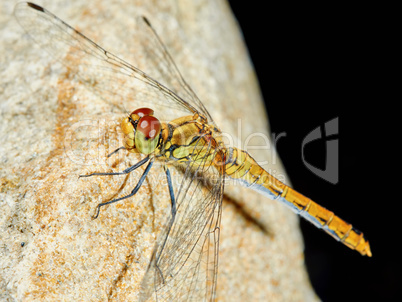 Dragonfly in the garden on a rock