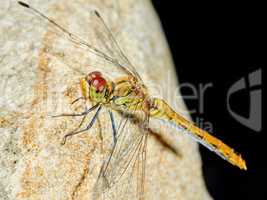 Dragonfly in the garden on a rock