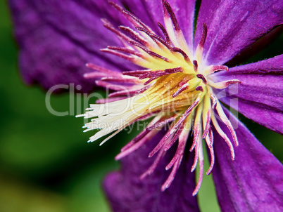 Closeup purple clematis flower