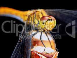 Dragonfly in the garden